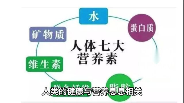 维生素C的作用及功能