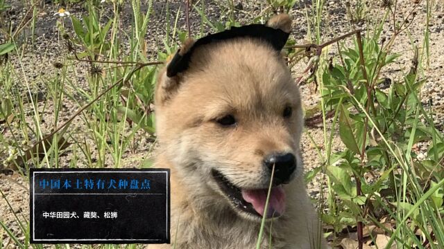 中国本土特有犬种盘点中华田园犬、藏獒、松狮