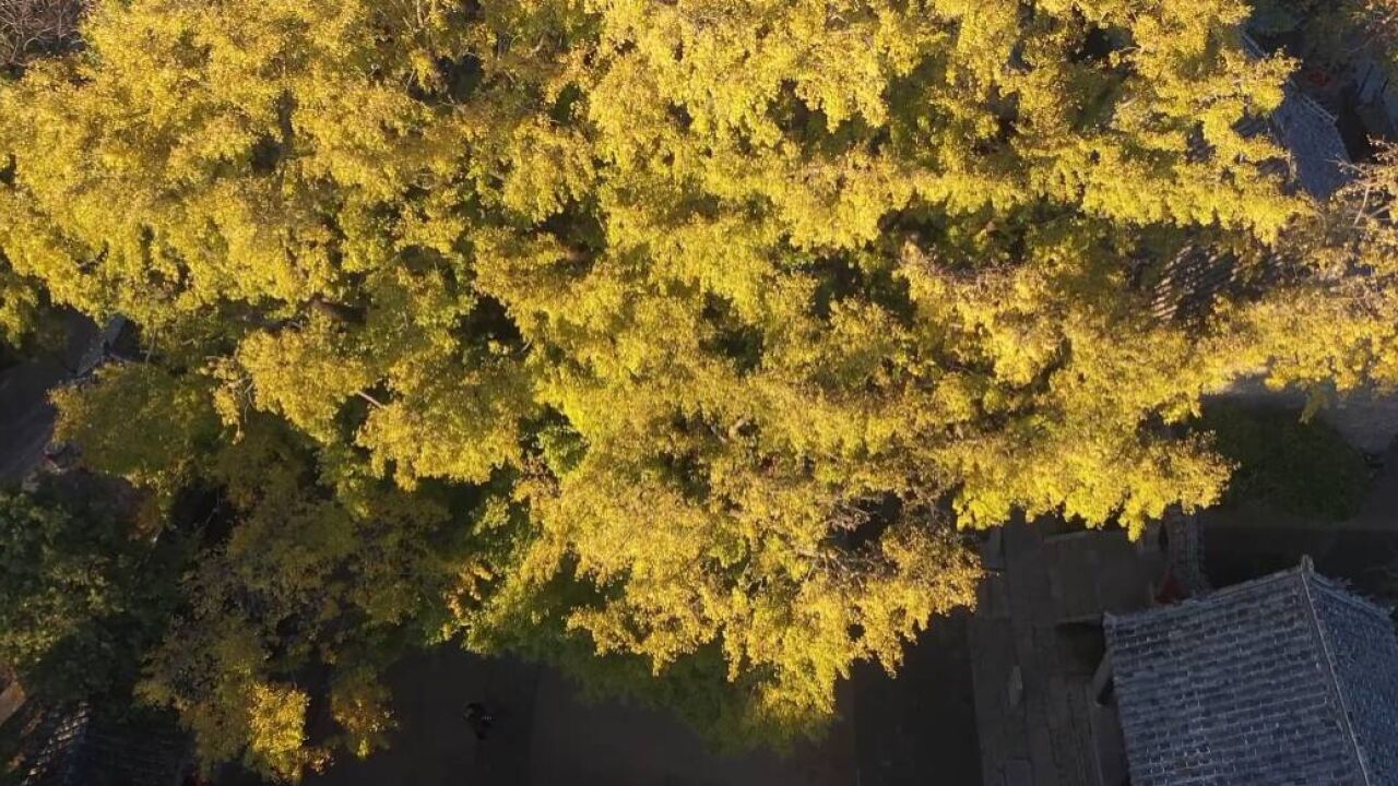 日照莒县浮来山4000年银杏树进入最佳观赏期