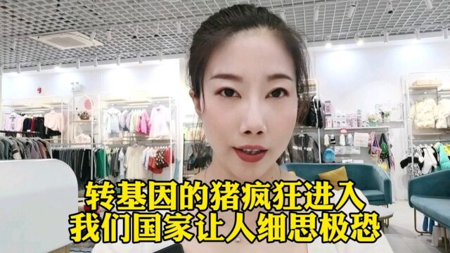 转基因的猪疯狂进入我们国家,让人细思极恐