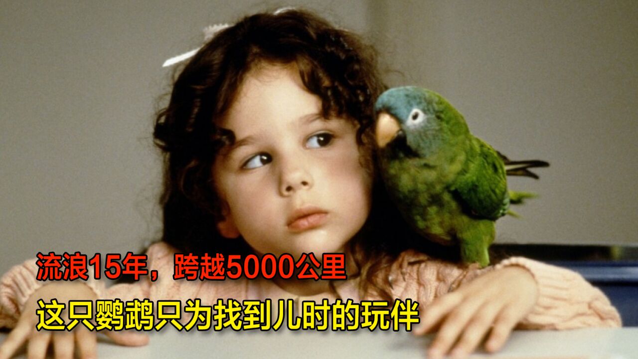 流浪15年,跨越5000公里,这只鹦鹉只为找到儿时的玩伴,电影