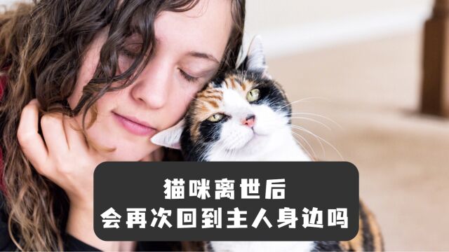 你相信转世吗?猫咪离开后,会回到主人身边吗?