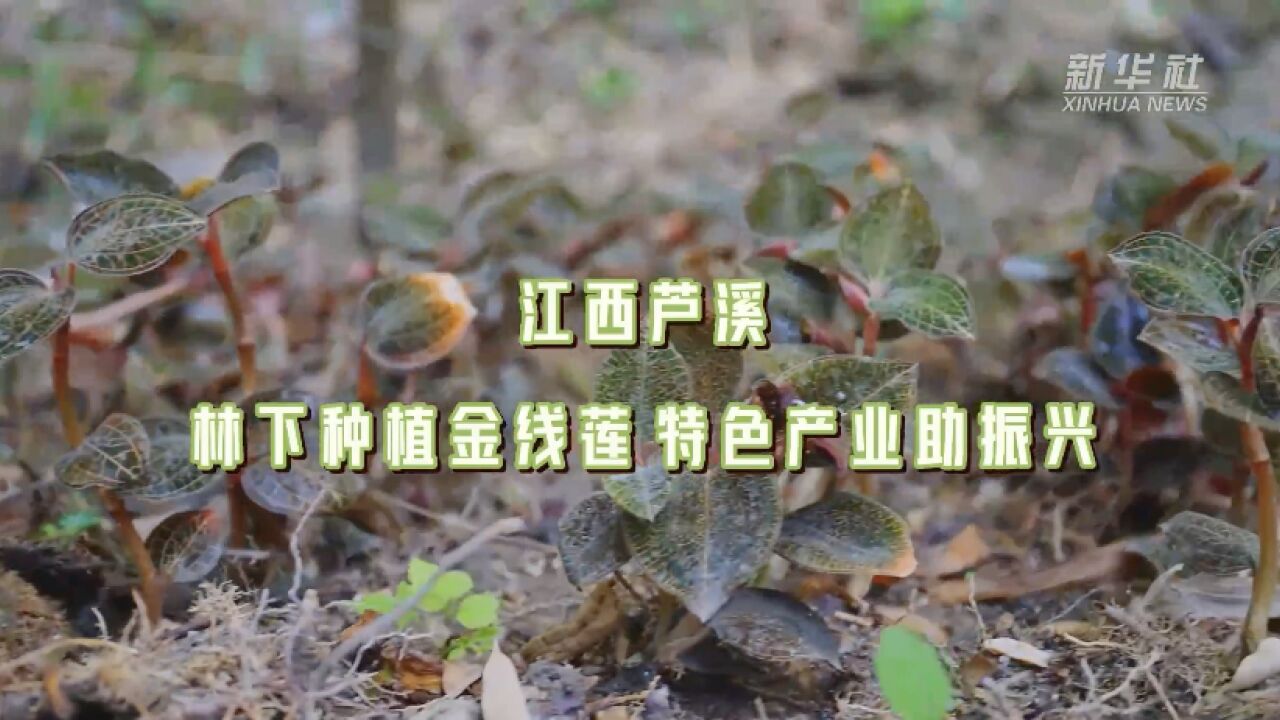 江西芦溪:林下种植金线莲 特色产业助振兴