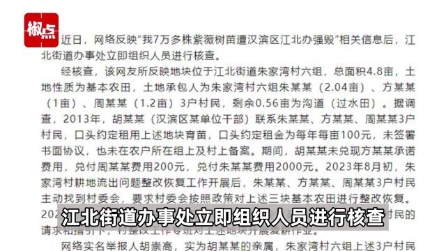 7万多株紫薇树苗遭汉滨区江北办强毁?陕西安康通报