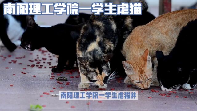 南阳理工学院学生虐猫事件