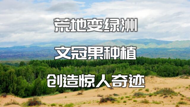 荒地变绿洲:文冠果种植如何创造惊人的奇迹?