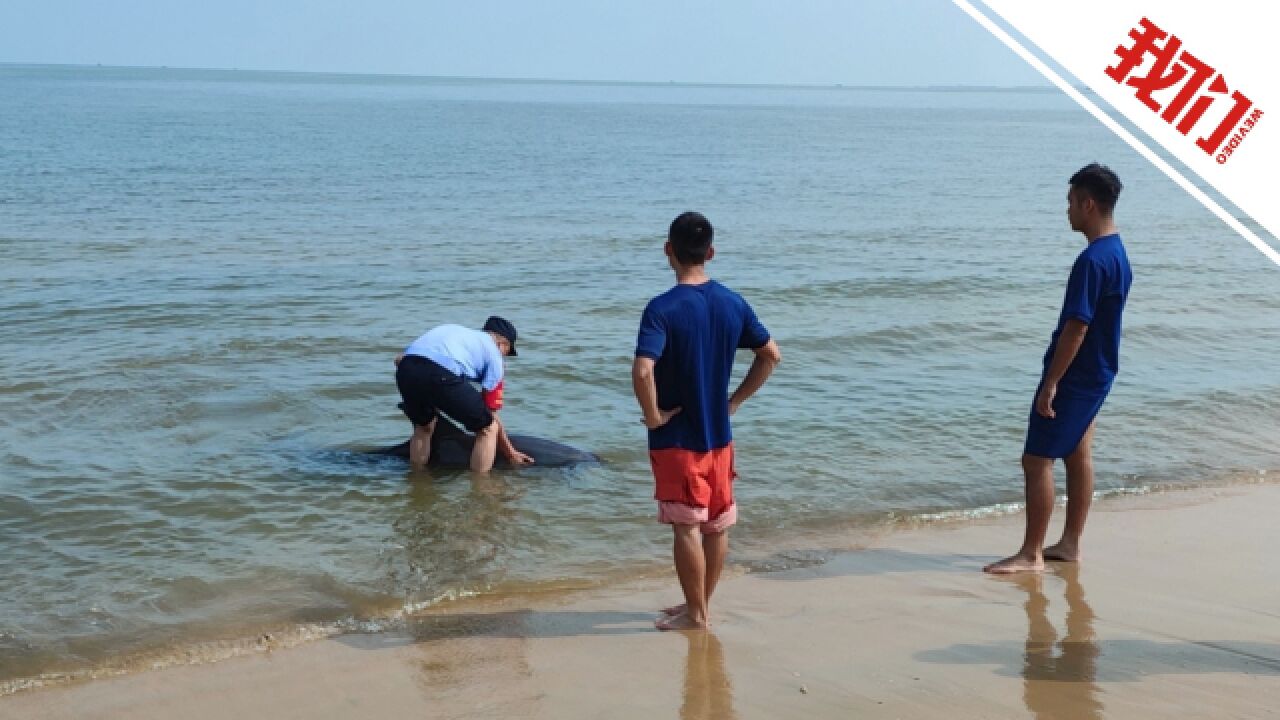 一海豚在海南海文大桥附近海滩上搁浅:腹部有伤 救援人员已到场