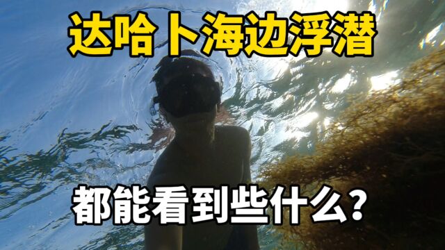 世界潜水爱好者圣地,达哈卜海边浮潜都能看到些什么?