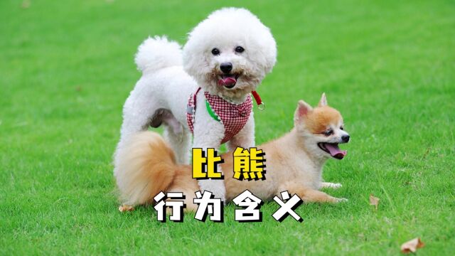 比熊这7种行为的含义,很多人都不知道!