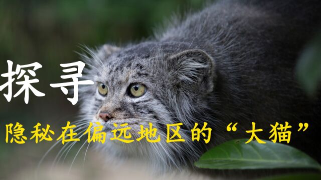 通过科技来探索隐秘生活的“大猫”