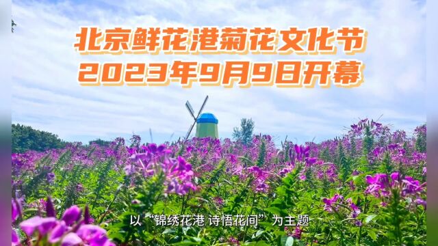 9月9日,2023年北京菊花文化节顺义鲜花港展区开幕.