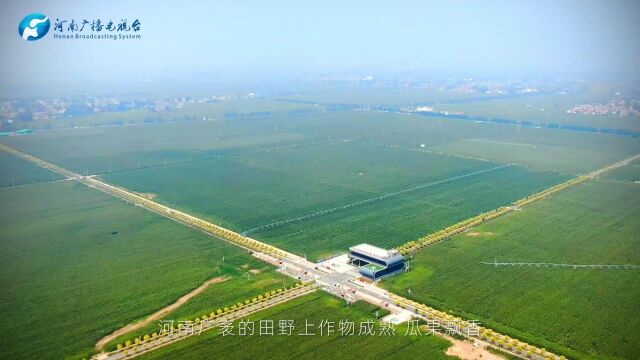 秋风起乡愁浓 中原大地累累秋实满枝头