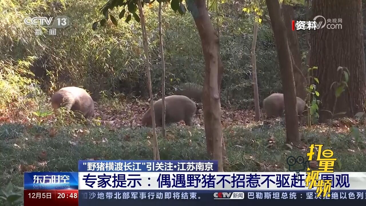 “野猪横渡长江”引关注!野猪体型庞大,发情季攻击性更强