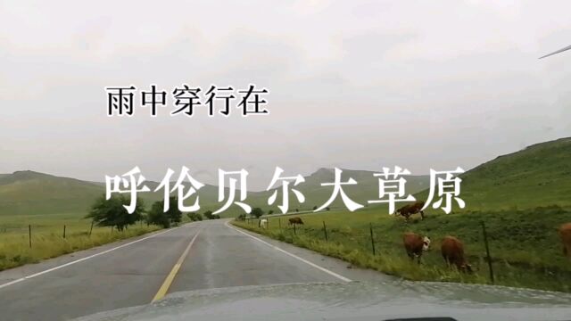 雨中穿行,呼伦贝尔大草原!