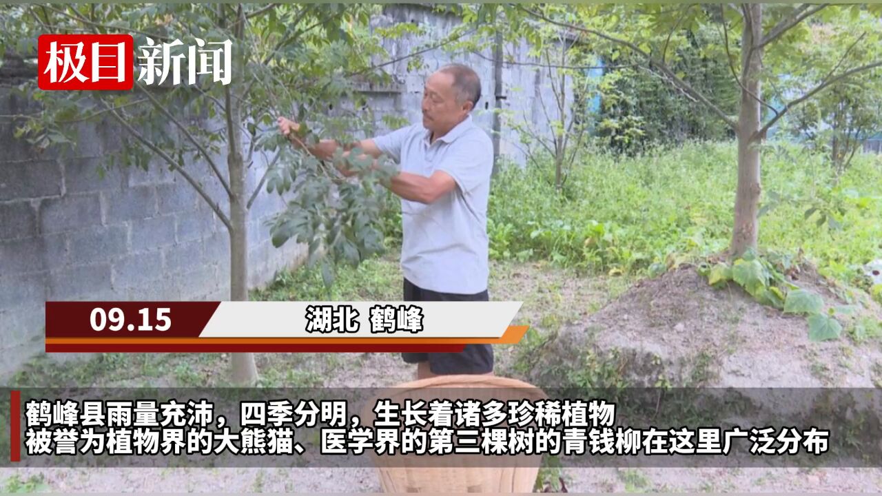 【视频】湖北鹤峰:青钱柳变身“金钱柳”