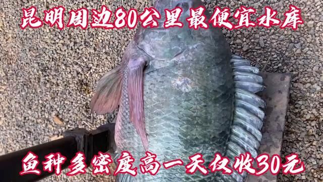 昆明周边30一天水库,能钓鲢鳙鱼种多密度高,鱼获可全部带走 #罗非 #罗非鱼 #草鱼 #水库钓鱼 #昆明周边 #昆明