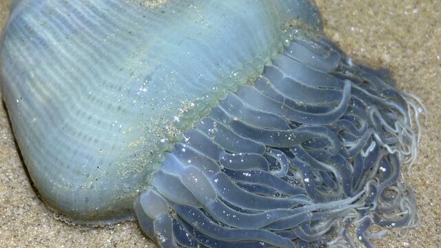 大海退潮后,大齐赶海发现比胳膊粗的大海葵,小章鱼躲在贝壳