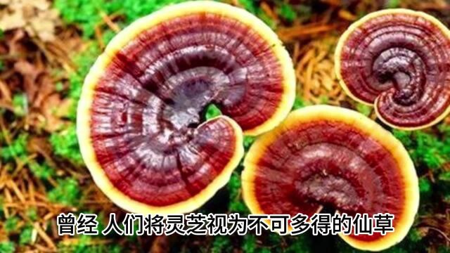 灵芝功效作用与主治,灵芝的主治功效