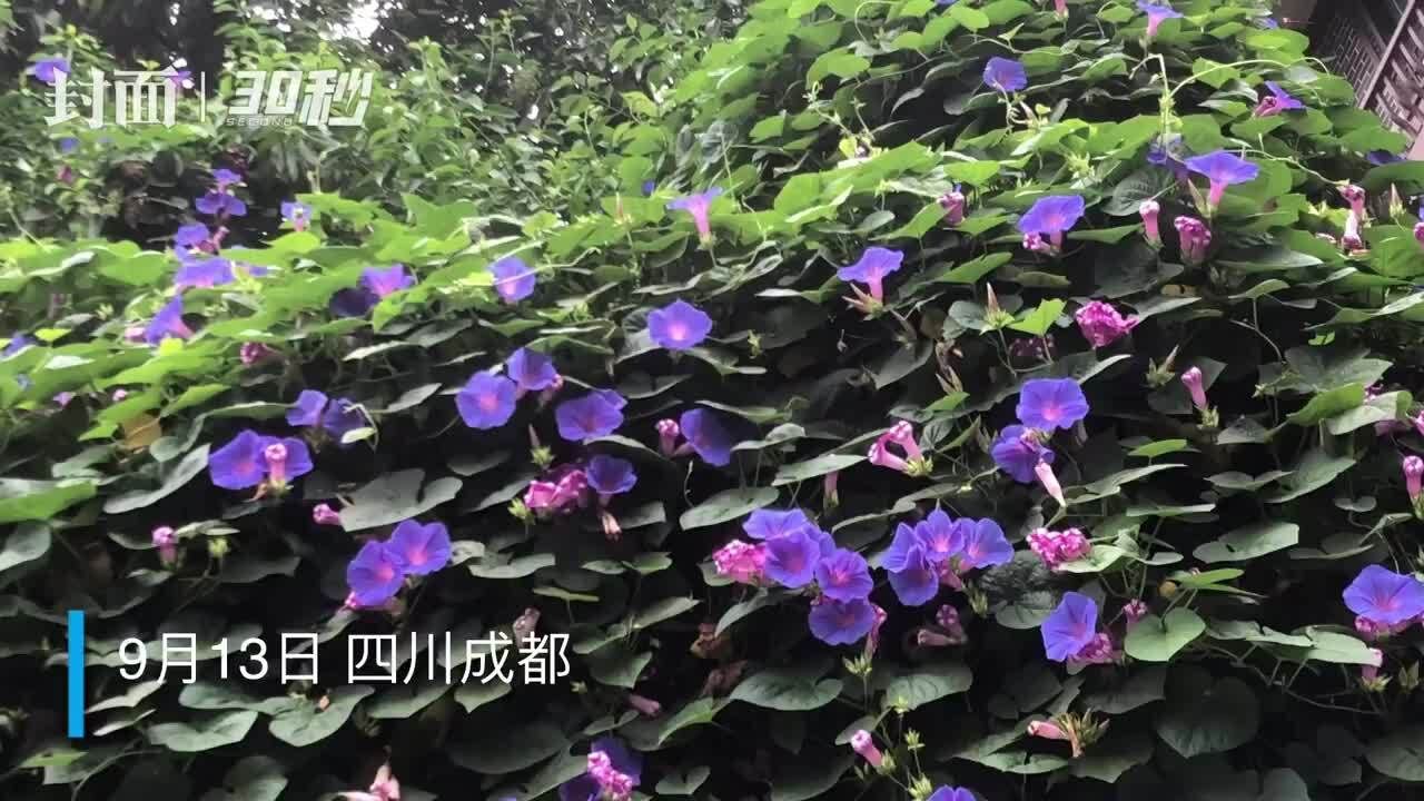 30秒|老院落里牵牛花开