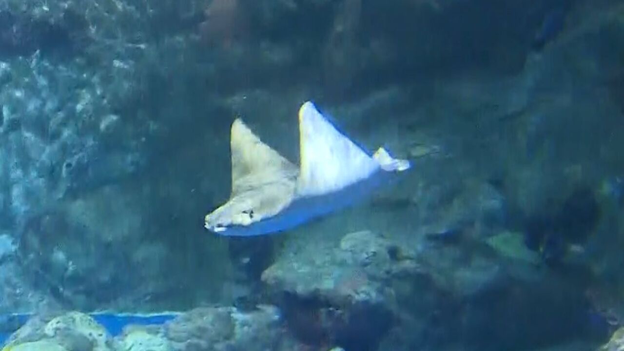 全球首例!香港海洋公园人工繁殖牛鼻鯆成功