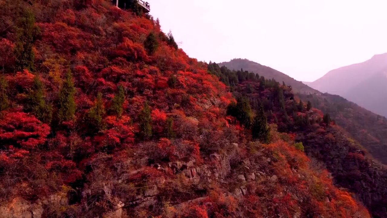 重庆奉节:漫山红叶映三峡