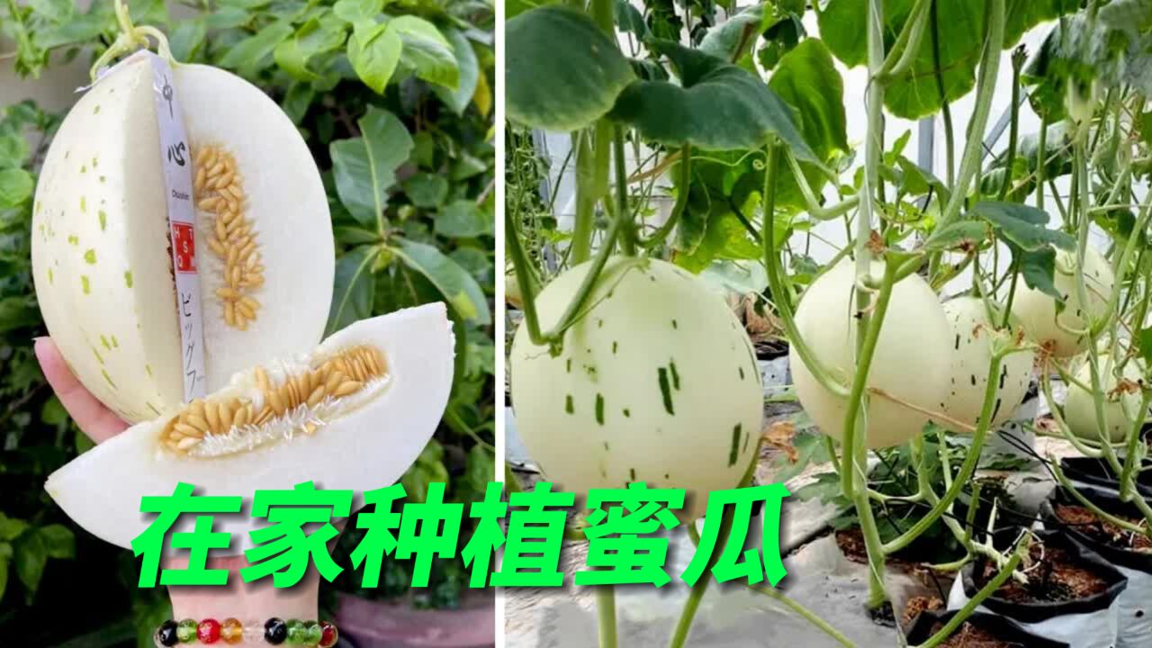 在家也能种出香甜可口的蜜瓜,操作简单一学就会,新手也能成功