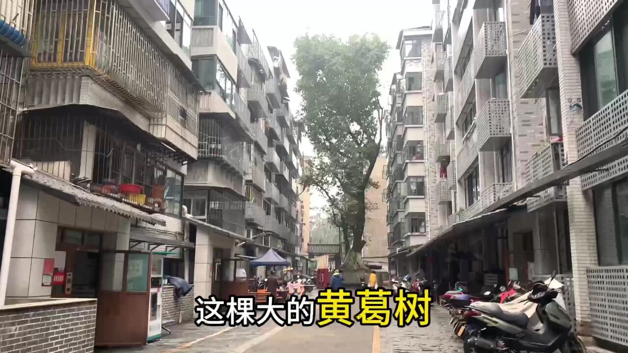 泸州老街漫谈,天子殿换新颜,廖家花园历史远