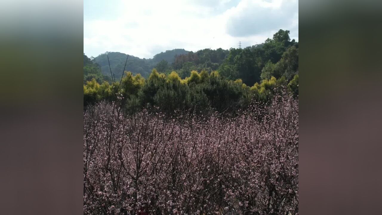 树木园梅花盛开 又到一年赏花时