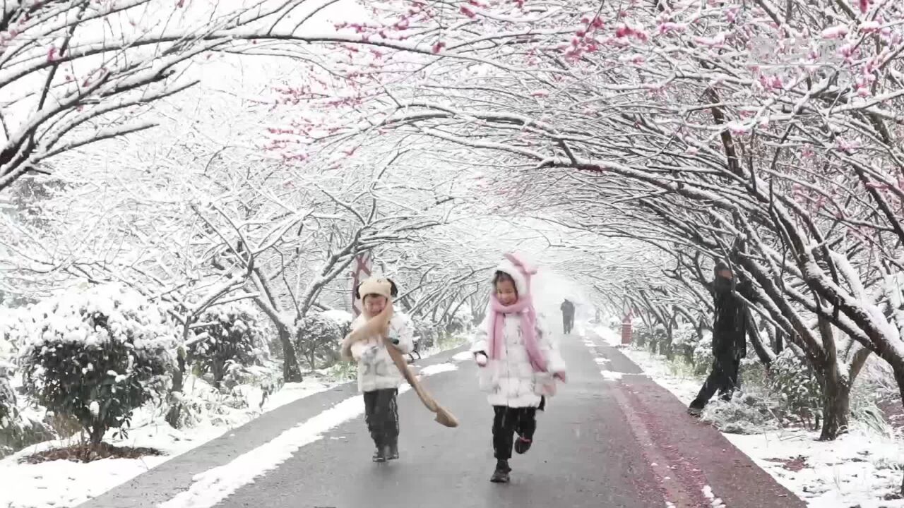 贵州余庆:梅花傲雪美如画 踏雪赏梅寻冬韵