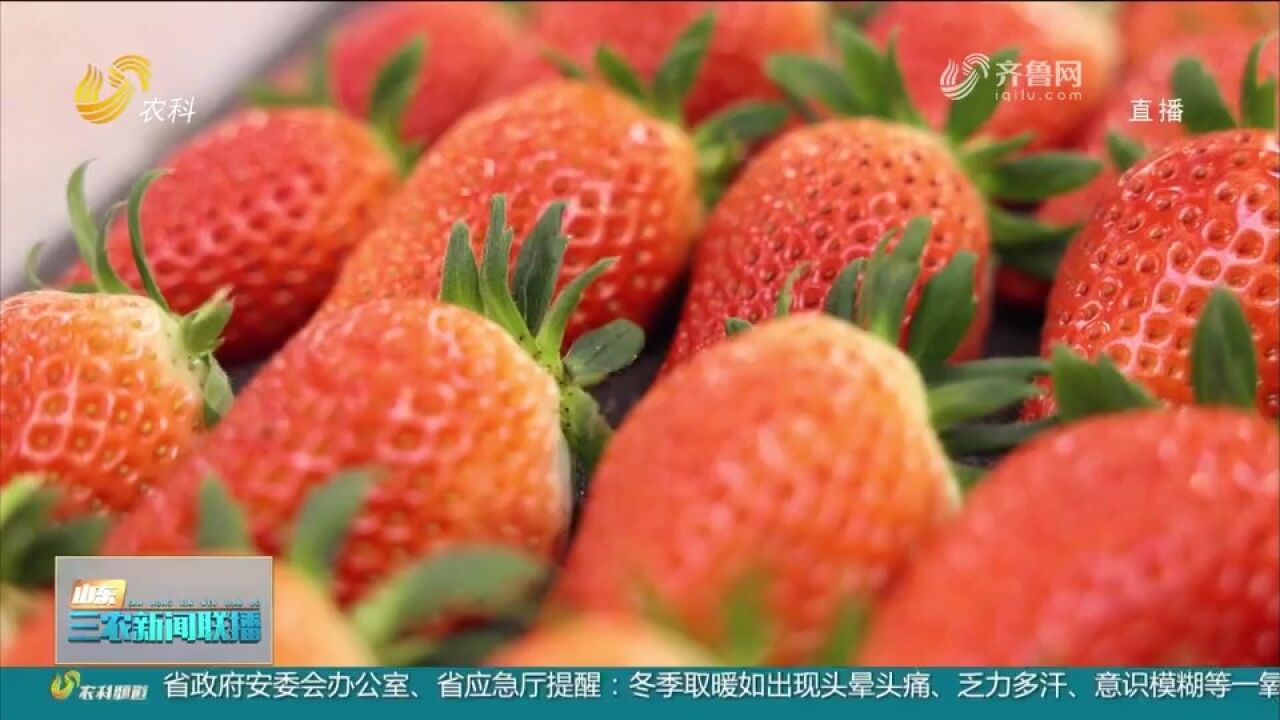 国内自主选育草莓品种抢占市场,深受种植户和消费者追捧