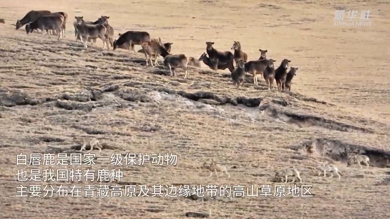 青海:与狼共“舞” 狼群遇见白唇鹿“铩羽而归”