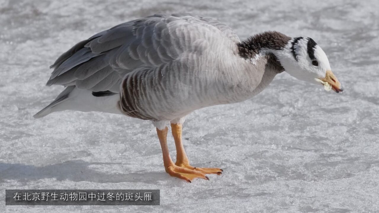 为了陪您过春节,斑头雁也不回家了