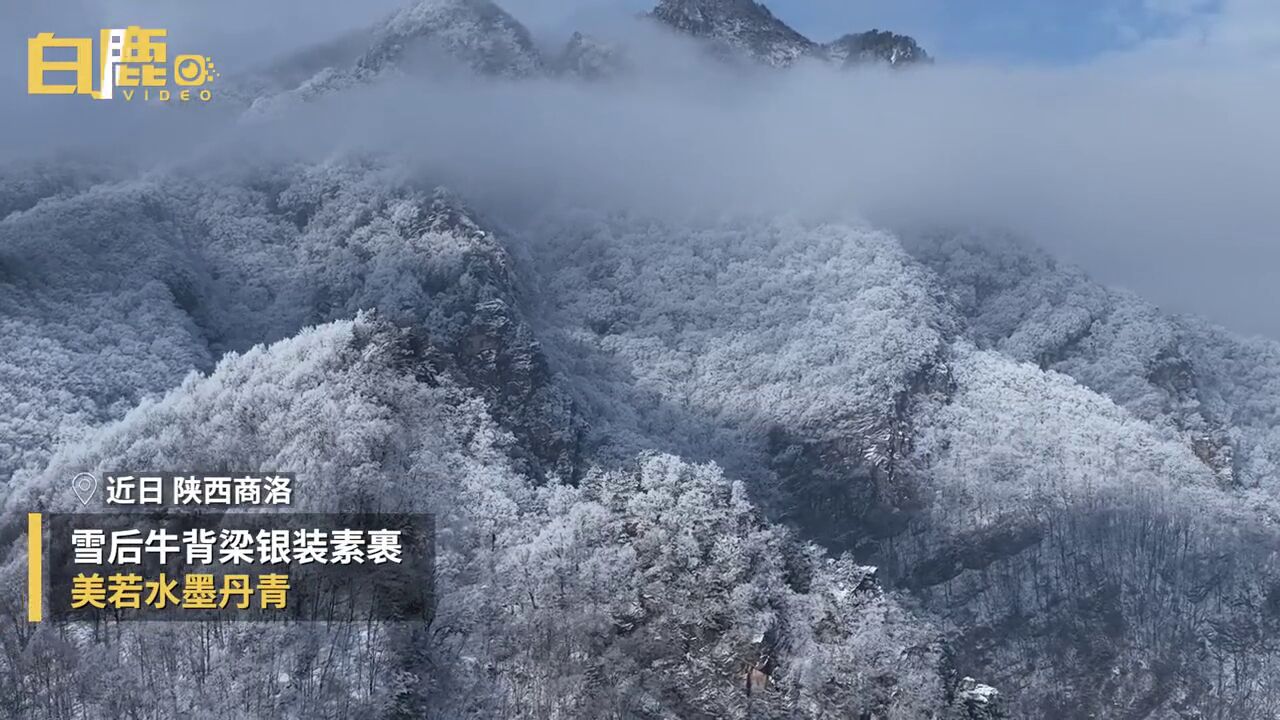 雪后牛背梁银装素裹 美若水墨丹青