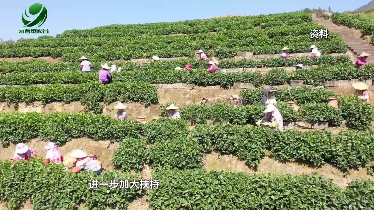 【乡村振兴进行时】苏坑镇:持续推进佛手茶SC生产许可申办 做优做强茶品牌