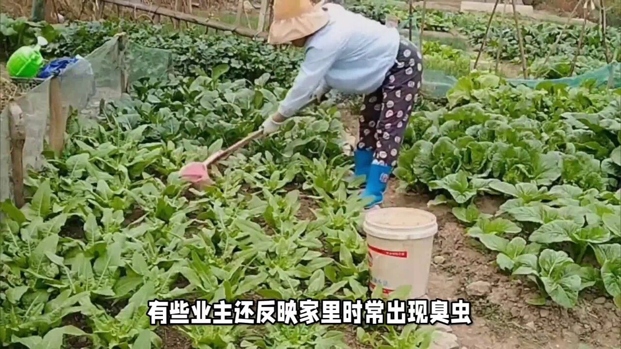 江景房变“菜景房”?业主表示太心塞