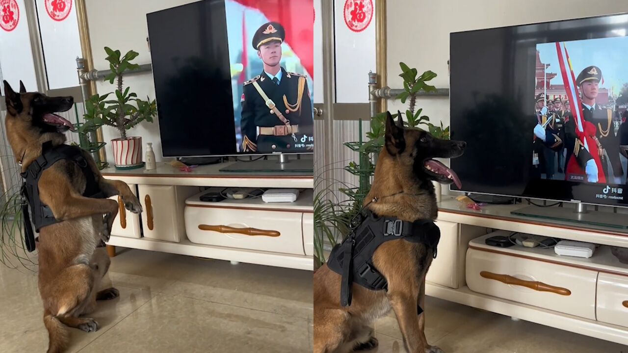 退役警犬看见升国旗后的动作令人动容 网友:这是刻在骨子里的忠诚