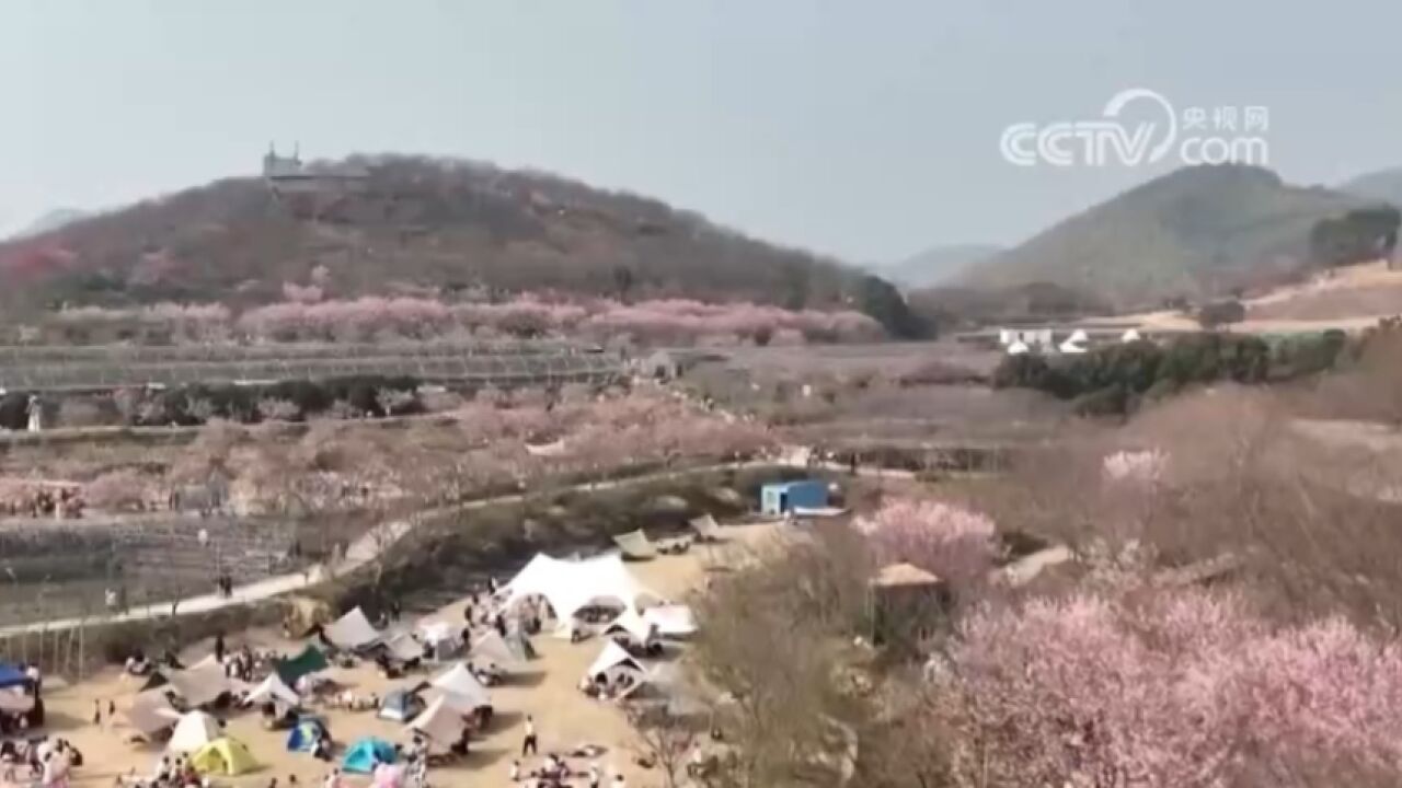 浙江杭州:余杭区6万株樱花绽放, “赏花经济”带火乡村游