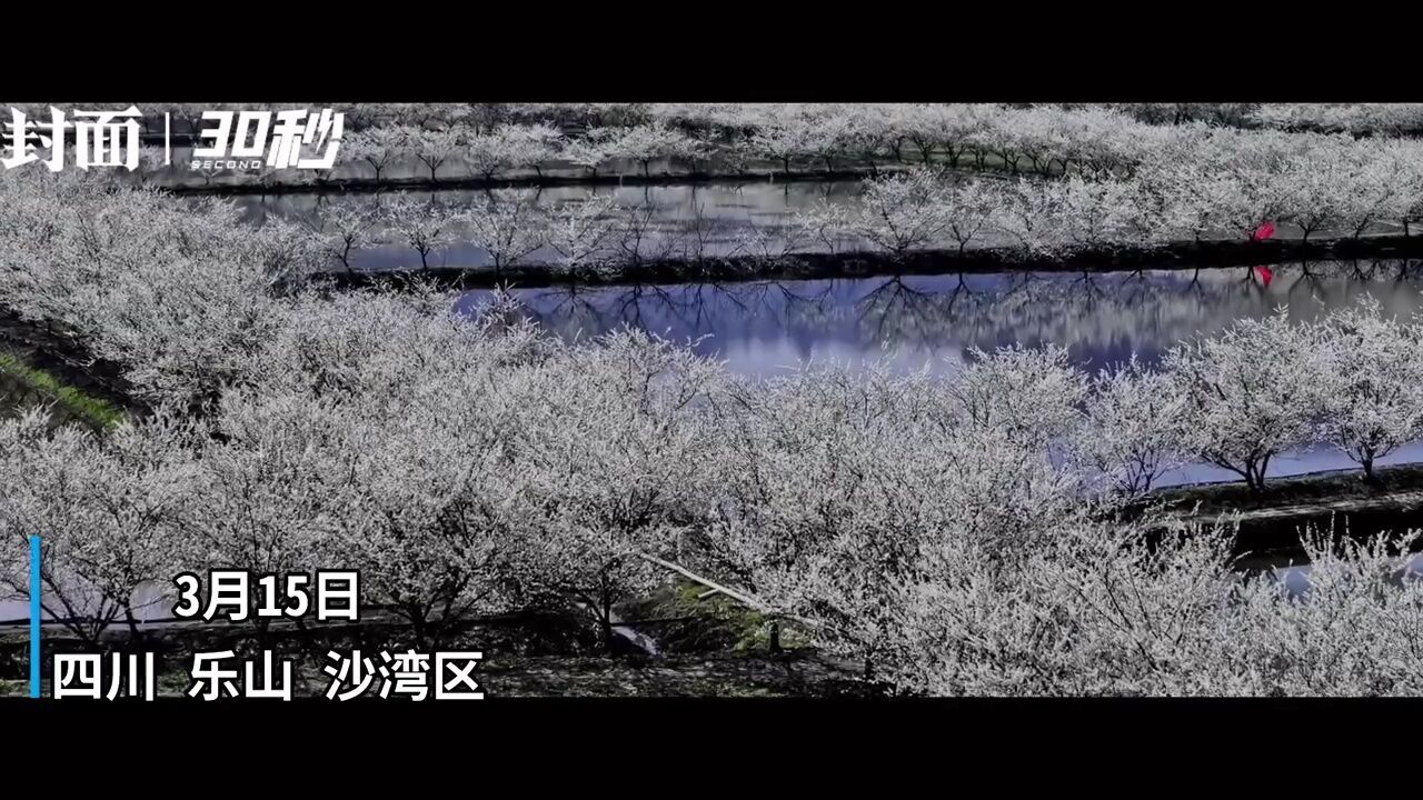 30秒|上春山,到四川乐山沙湾看李花版“天空之镜”