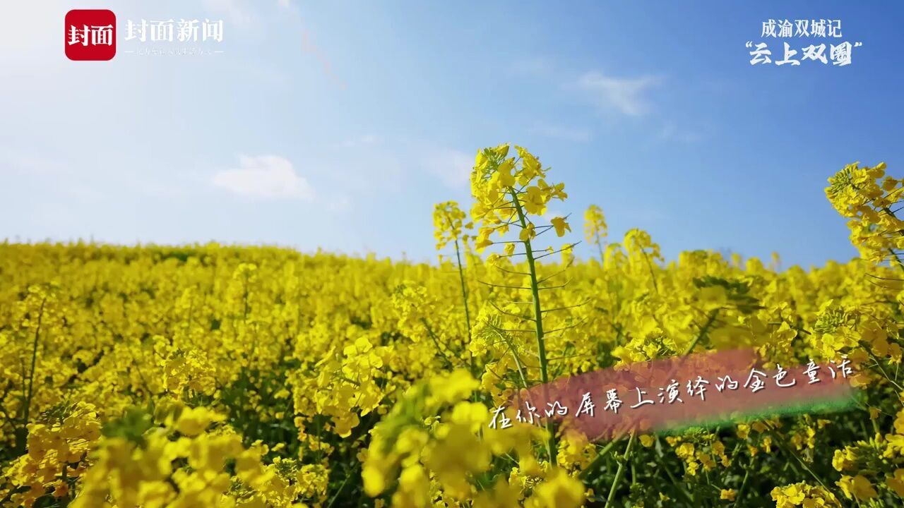 云上双圈|达州通川油菜花海 乡村振兴的金色诗篇