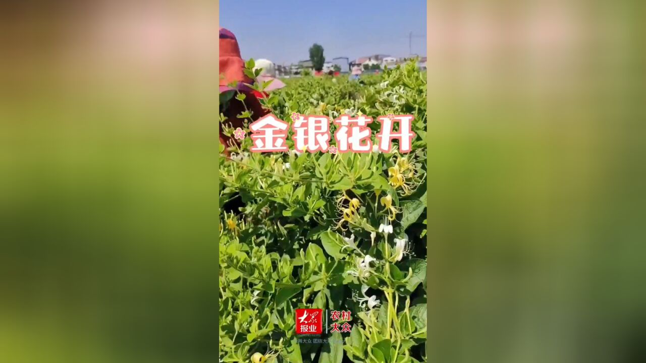 济南历城堰头村:金银花进入采摘季