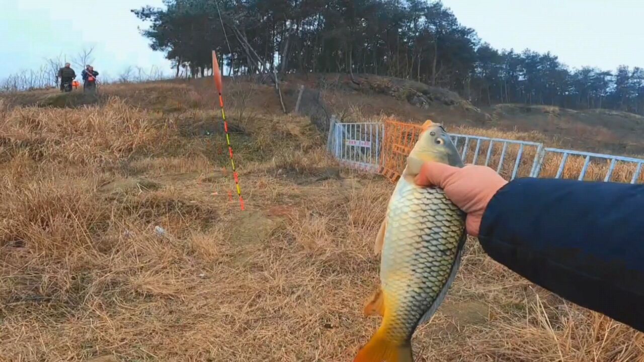 野钓鲤鱼的黄金策略,让你轻松钓鲤鱼!