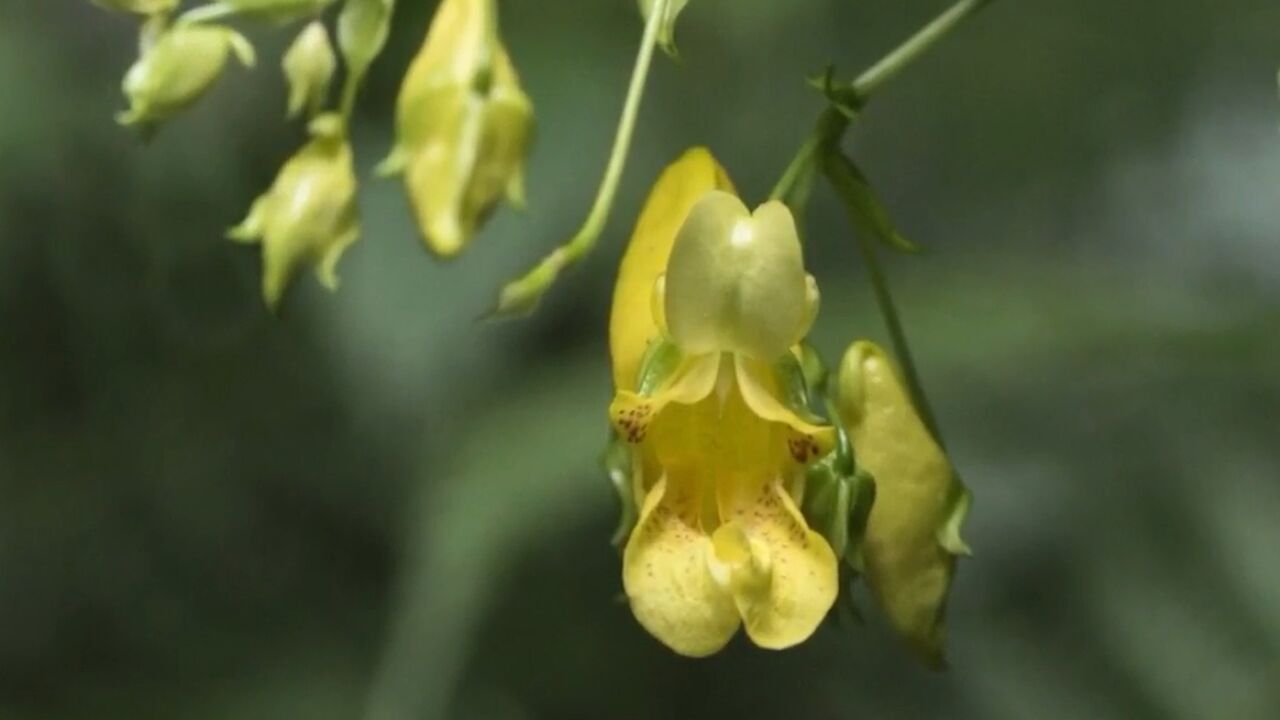 贵州发现新物种“北盘江凤仙花”