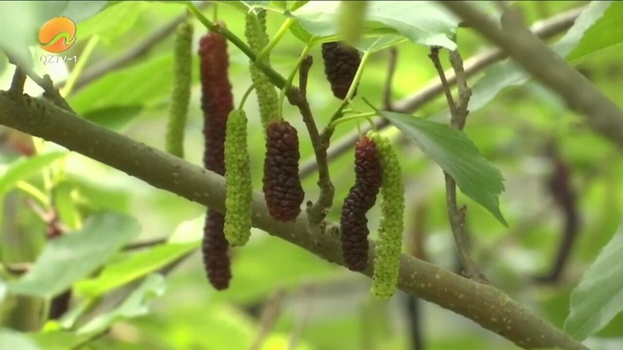 德化:长果桑葚采摘正当时