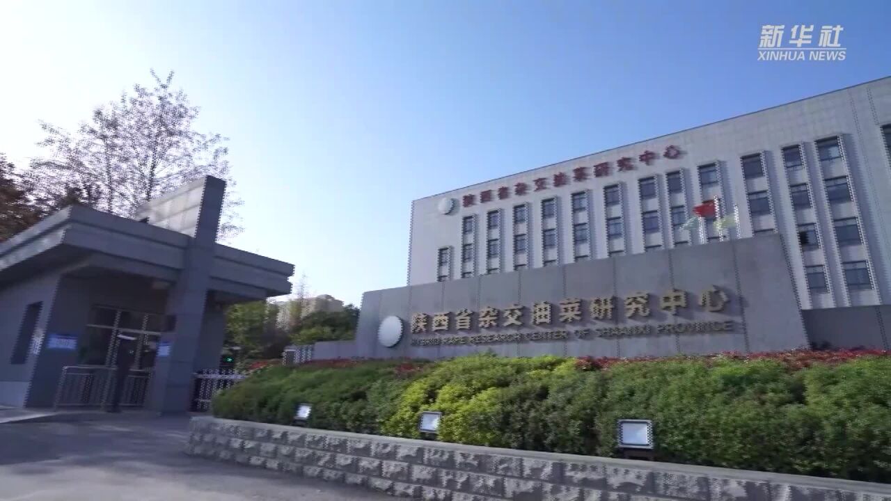 新华全媒+|我国科学家培育出全球含油量最高油菜种质