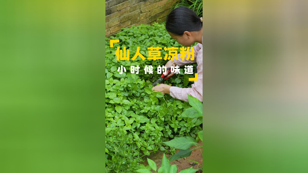 仙人草长得很茂盛,割回去做一道夏天必备的解暑小吃,仙人草凉粉,Q弹爽滑,是消暑解渴的极佳美食,每一口都是小时候的味道