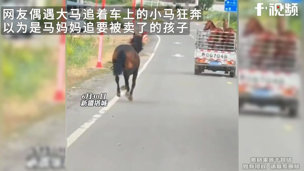 大马追着小马狂奔,以为是马妈妈追孩子,后来知道是舍不得好朋马