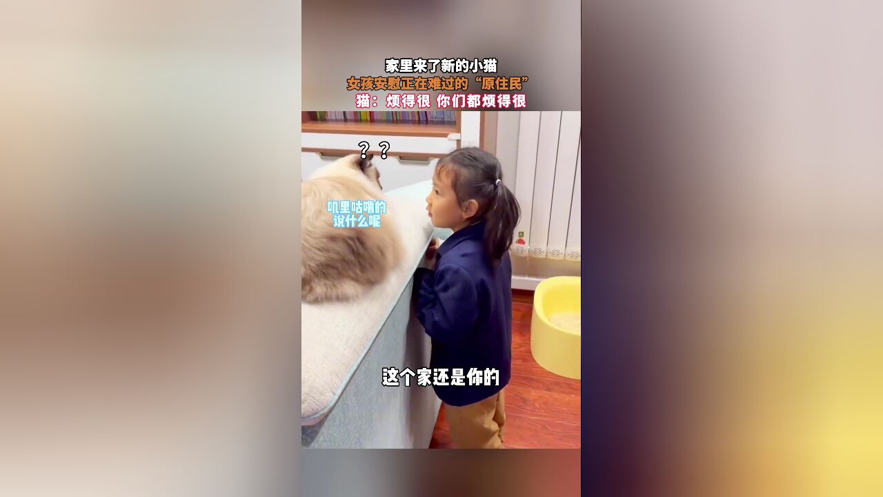 家里来了新的小猫,女孩安慰正在难过的“原住民”,猫:烦得很,你们都烦得很