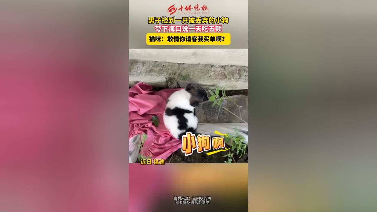 猫:有点爱心但不多