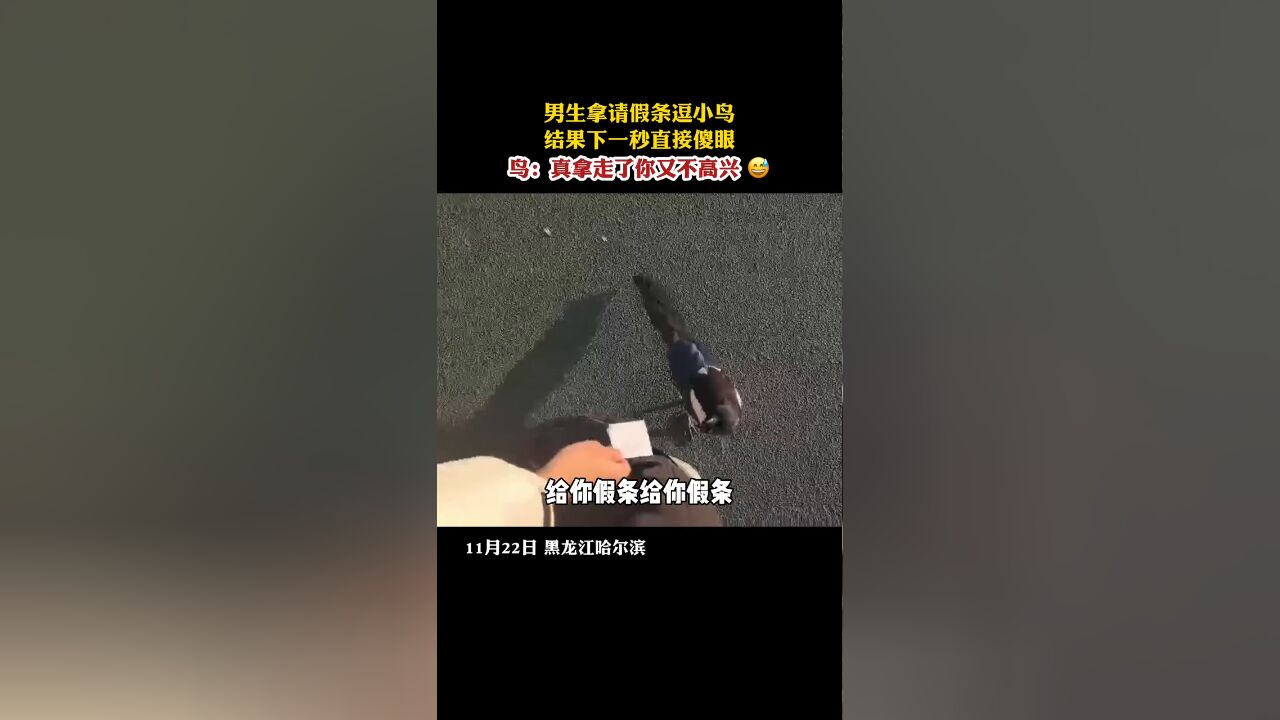 男生拿请假条逗小鸟,结果下一秒直接傻眼!鸟:真拿走你又不高兴