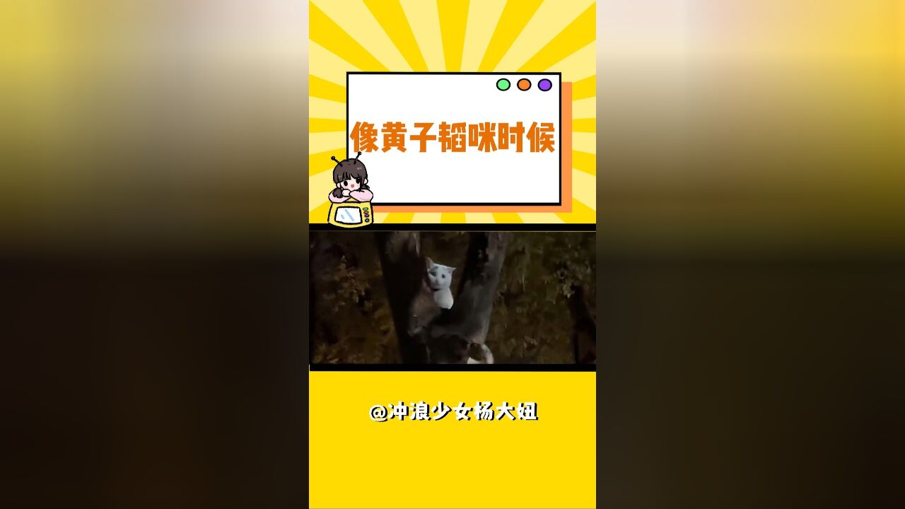 黄子韬猫时候